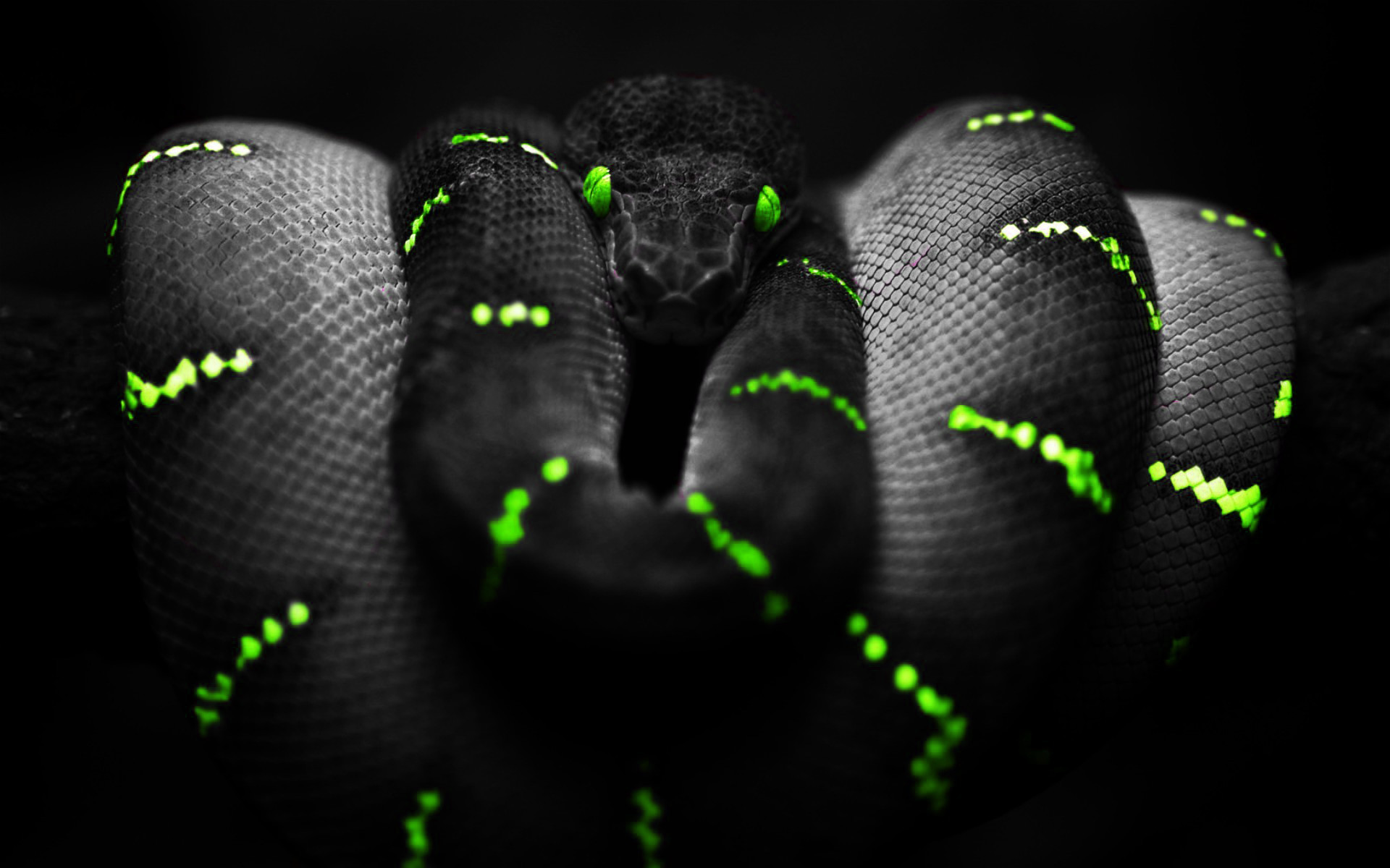 A striking close-up of a black snake with vibrant green markings, coiled and poised against a dark background. 4K resolution