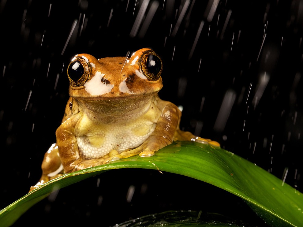 female peacock tree frog sitting in the rain at night