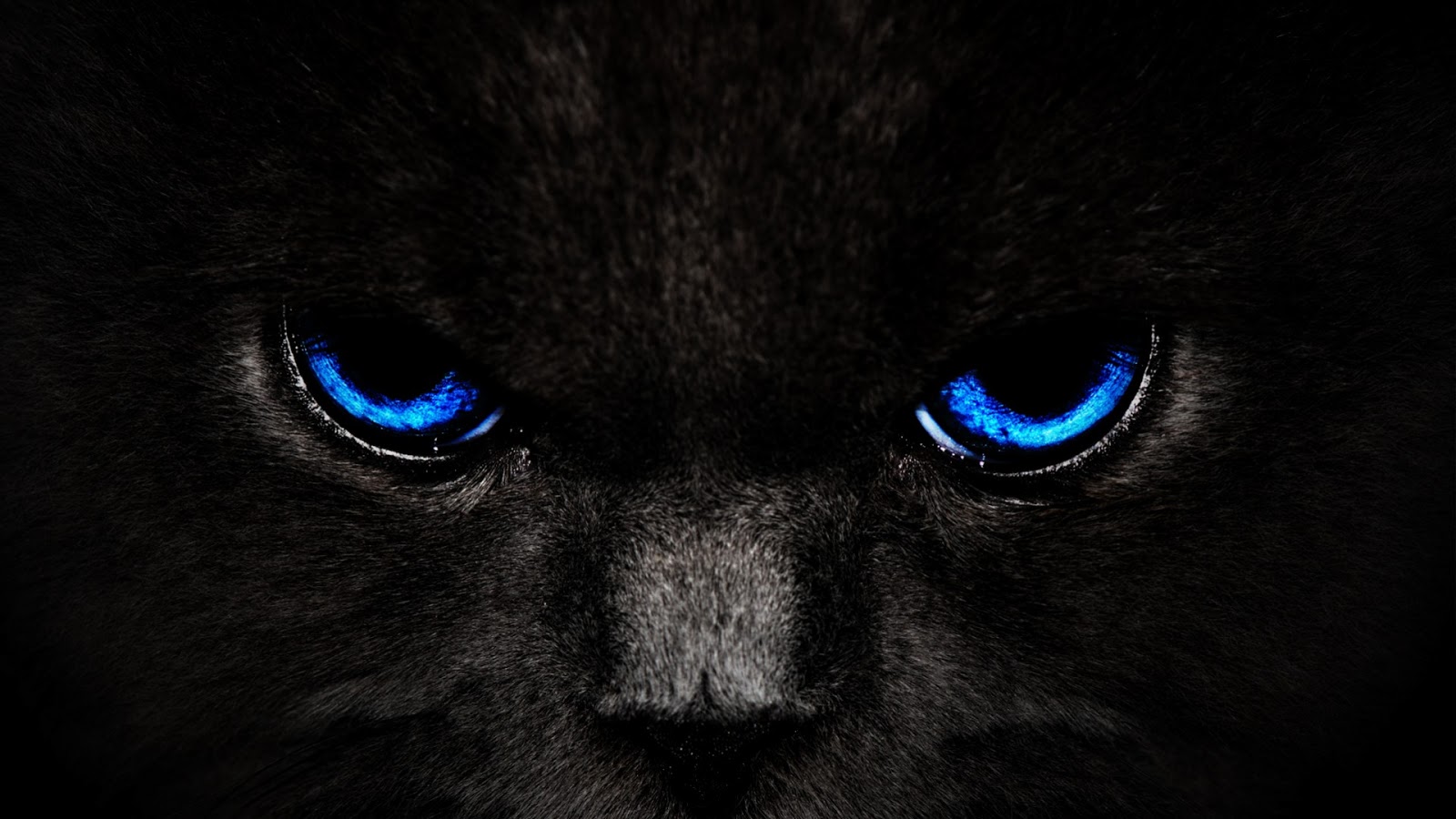 Black Cat Blue Eye Black HDjpg 1600x900