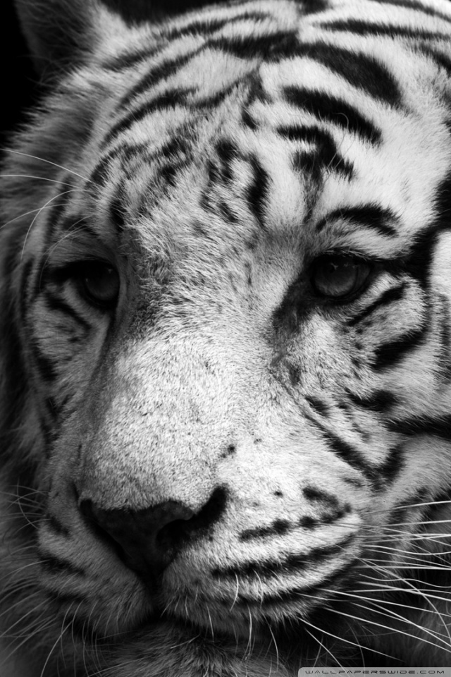tiger black and white tiger Car Pictures