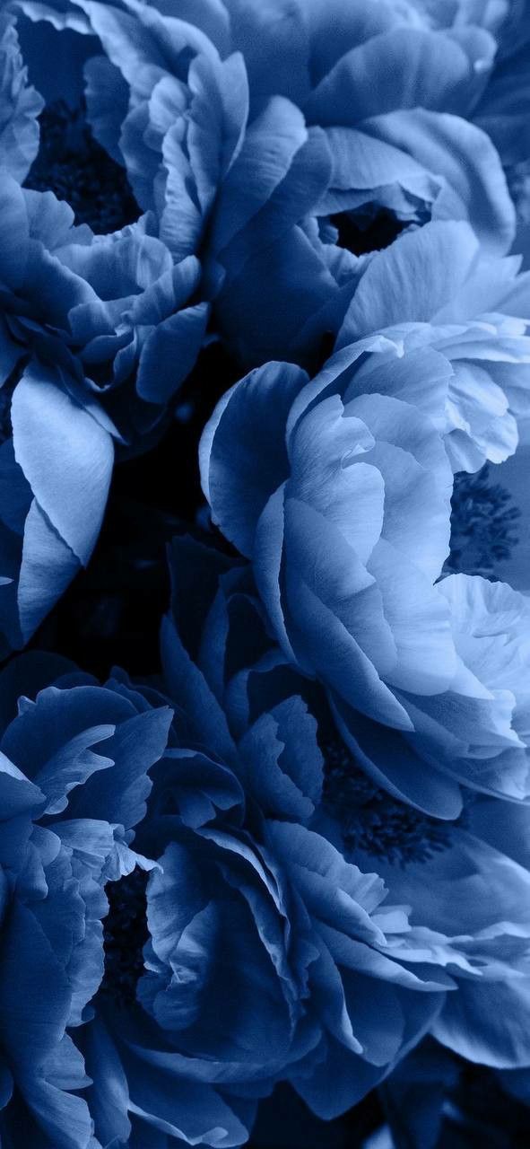 Blue Flower Aesthetic Wallpaper