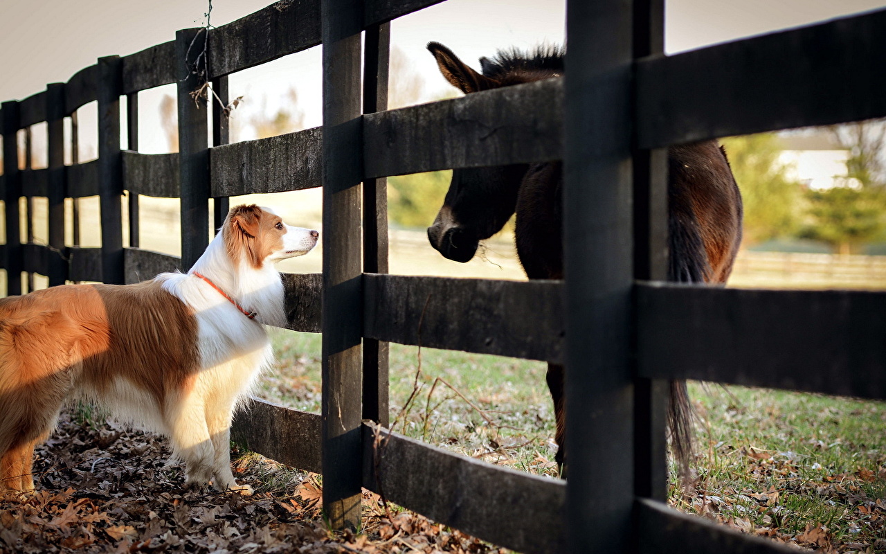 Pictures Aussie Dog Dogs Horses Pen Enclosure Scottish Sheepdog
