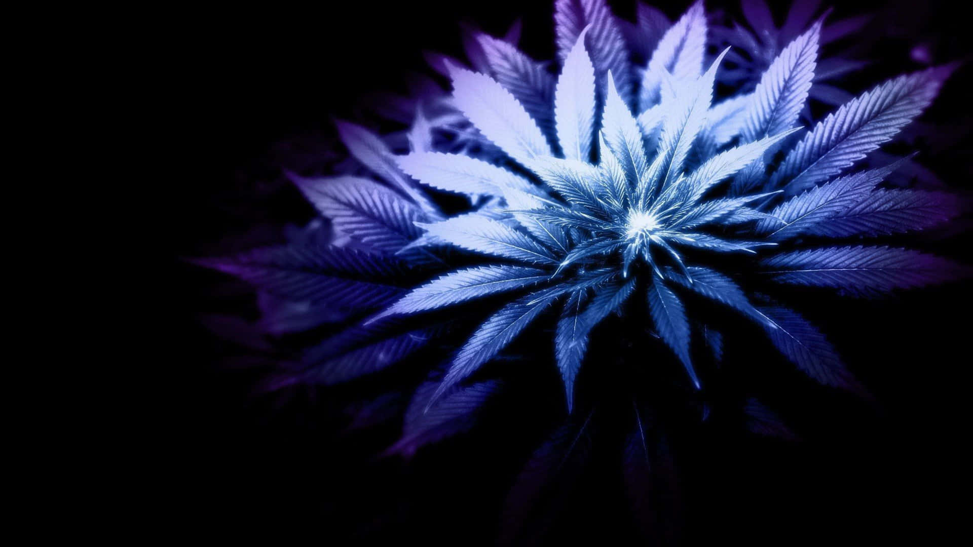 Cannabis Wallpaper