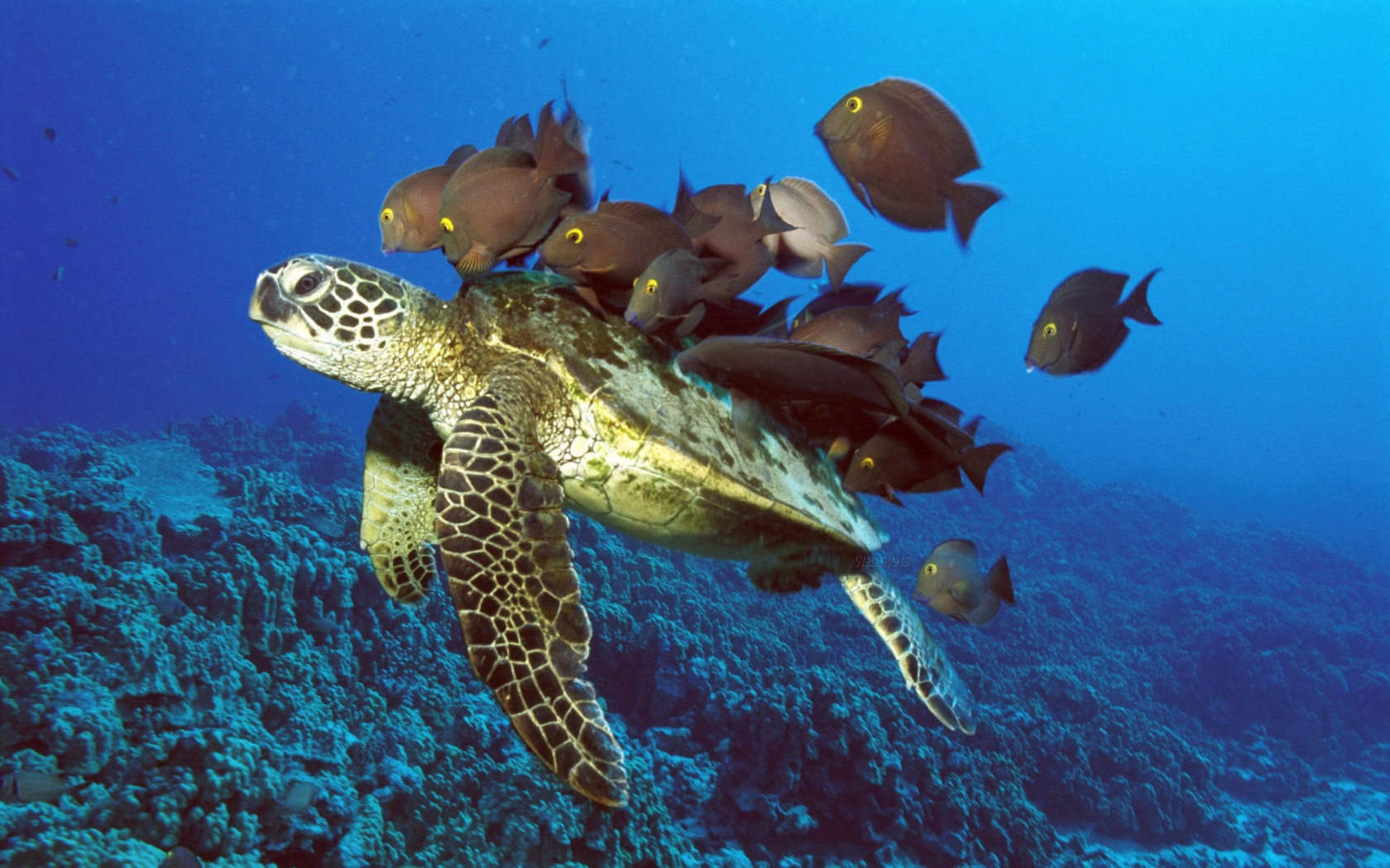 Turtle Wallpaper Cute Underwater Turtles HD