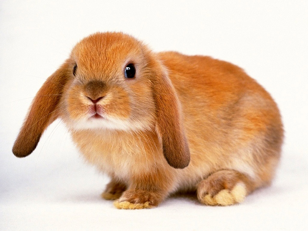 Cute Rabbit Wallpapers High Quality Wallpapers
