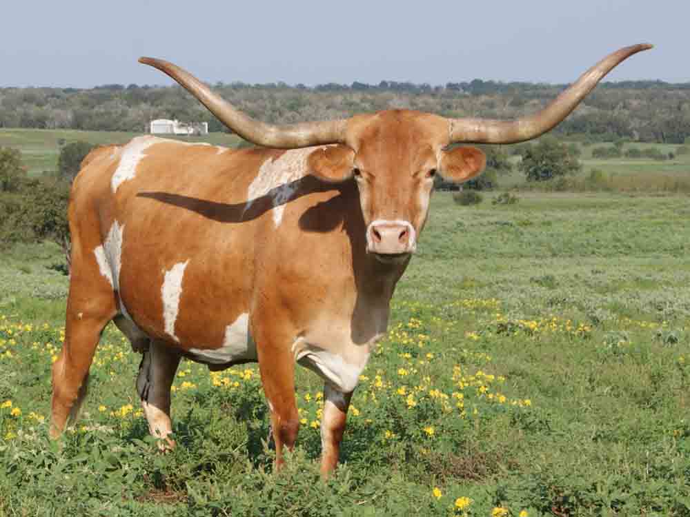 Texas Longhorn Cattle For Sale Austin Bulls