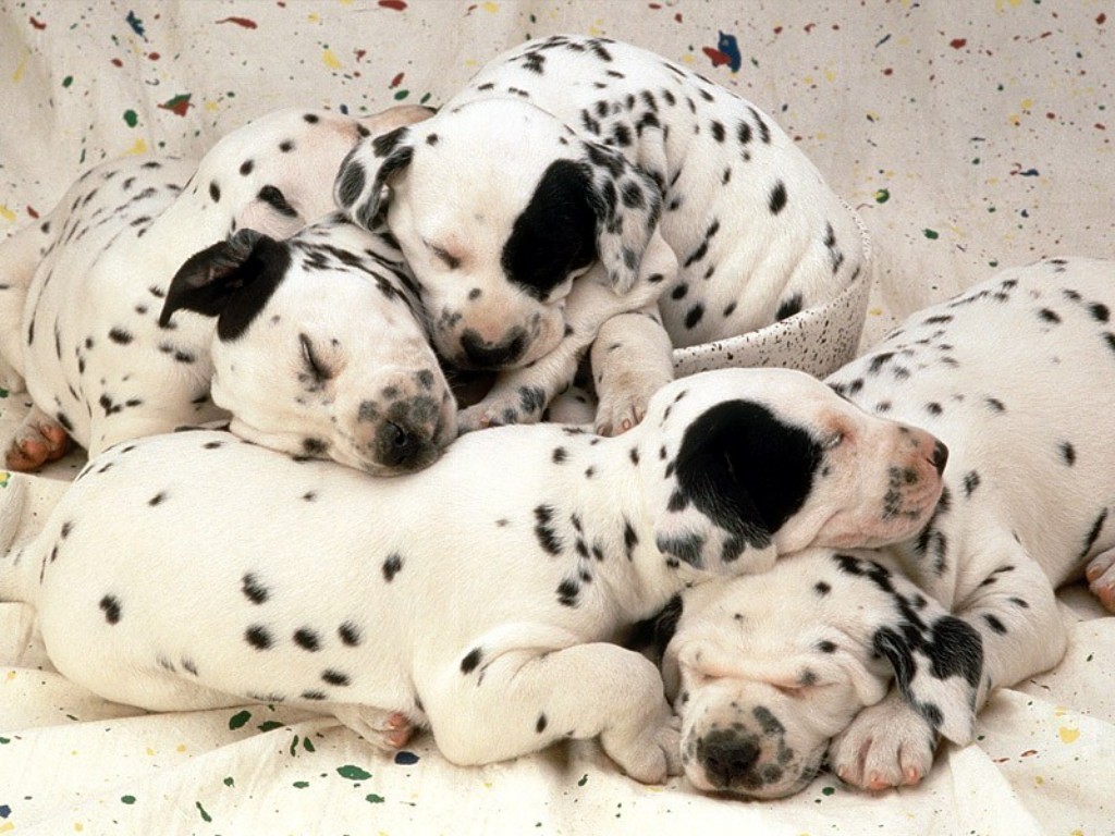 Dog Wallpaper Dogs