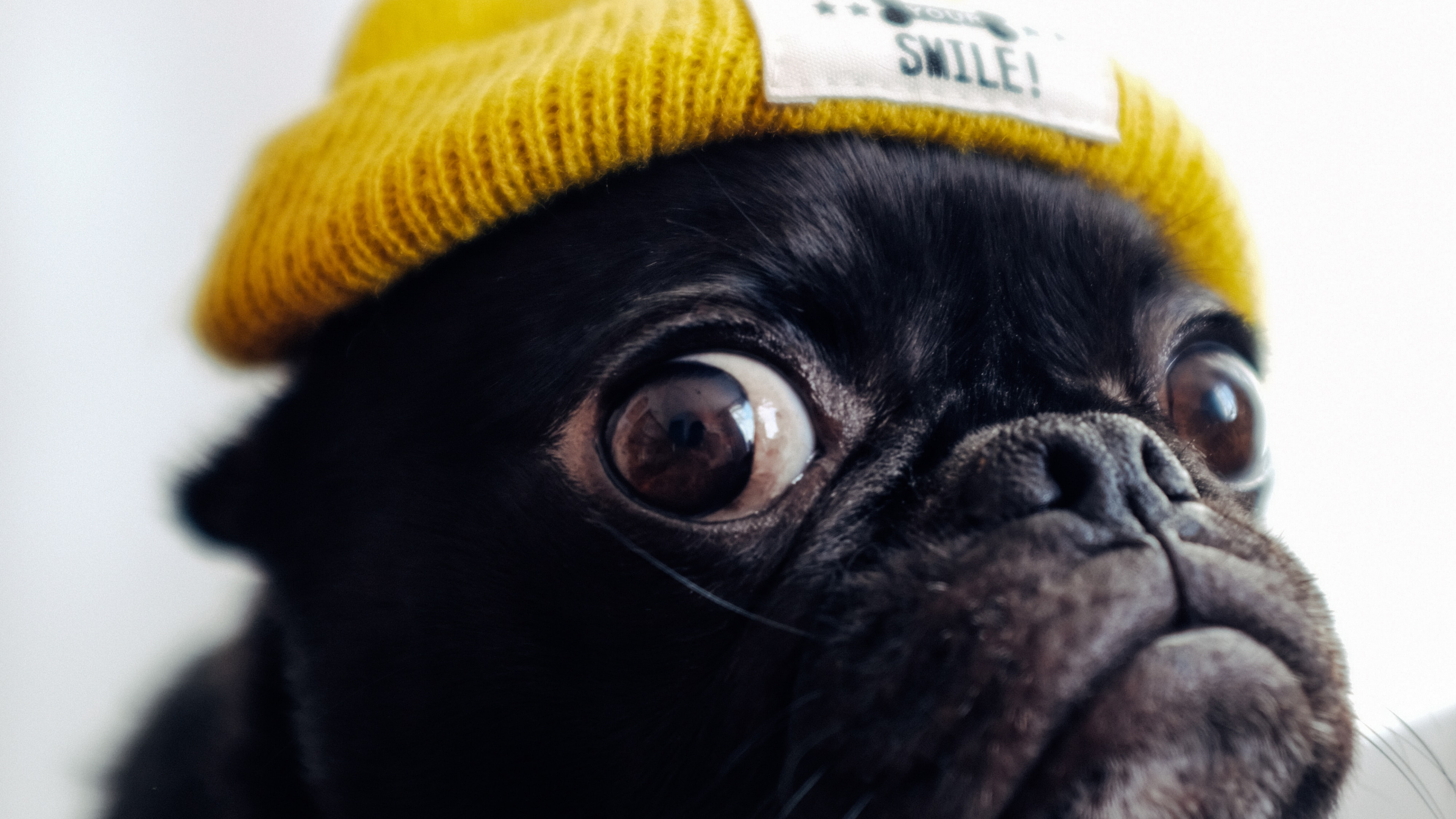 Close-up of a black pug wearing a yellow beanie with the word 