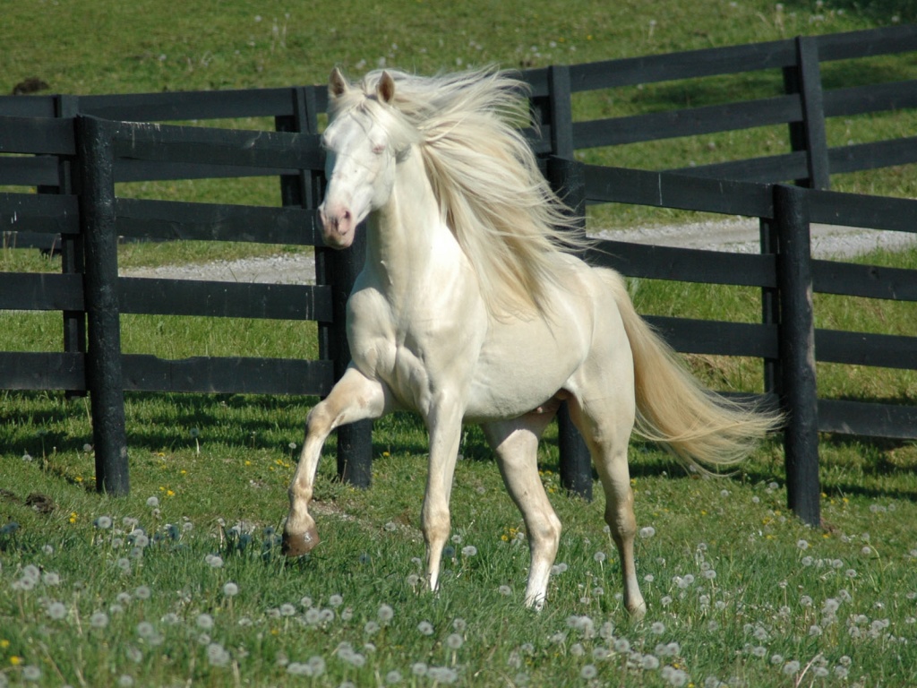 Pegasus Spring Horse HD Wallpaper Widescreen