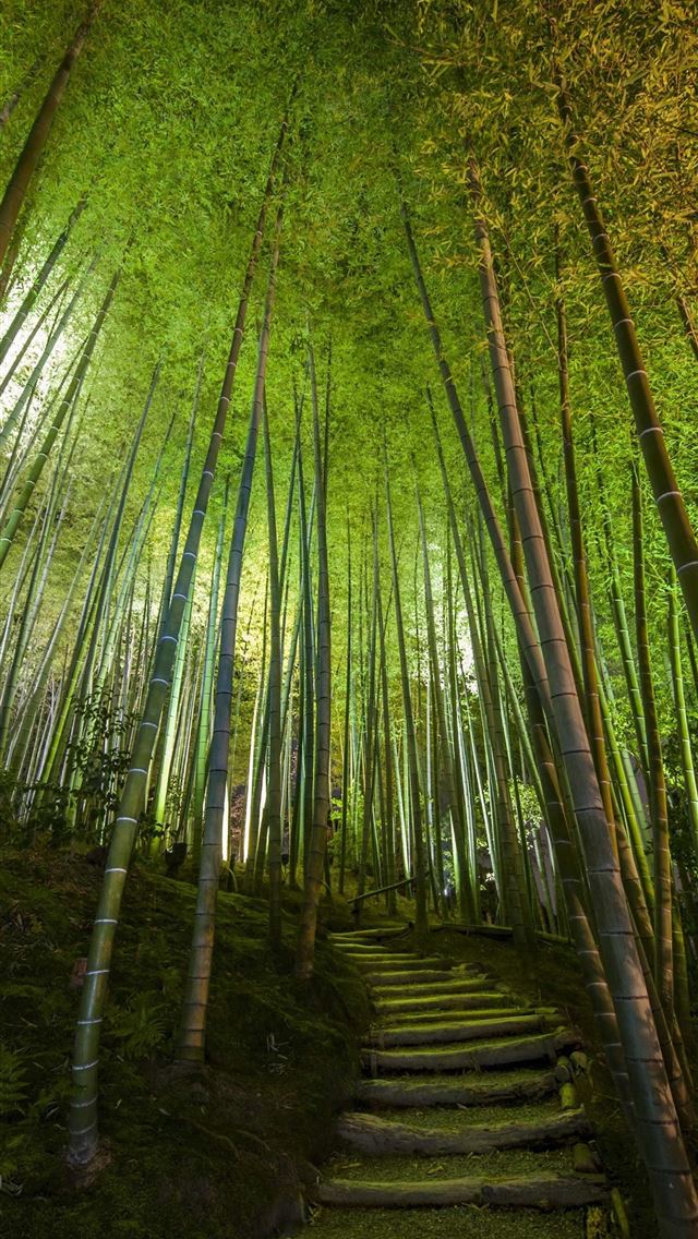 Best Sagano Bamboo Forest iPhone HD Wallpaper
