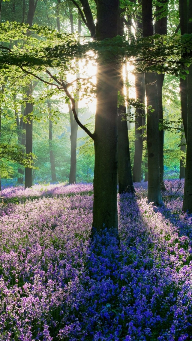 Violet Forest Wallpaper   Free iPhone Wallpapers