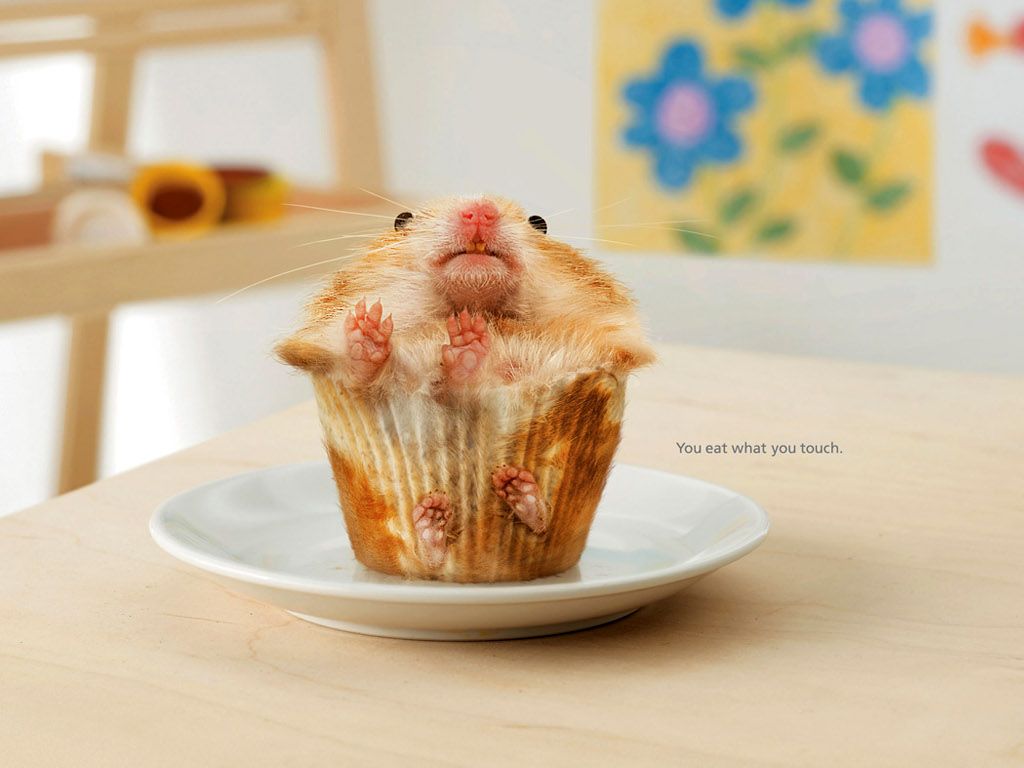 Full Size Hamster Cupcake Funny Wallpaper Num
