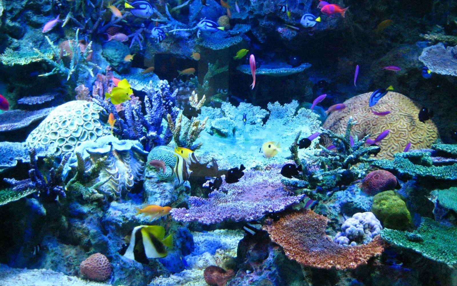 Free download Wallpaper Border Fish shells on the ocean floor wallpaper