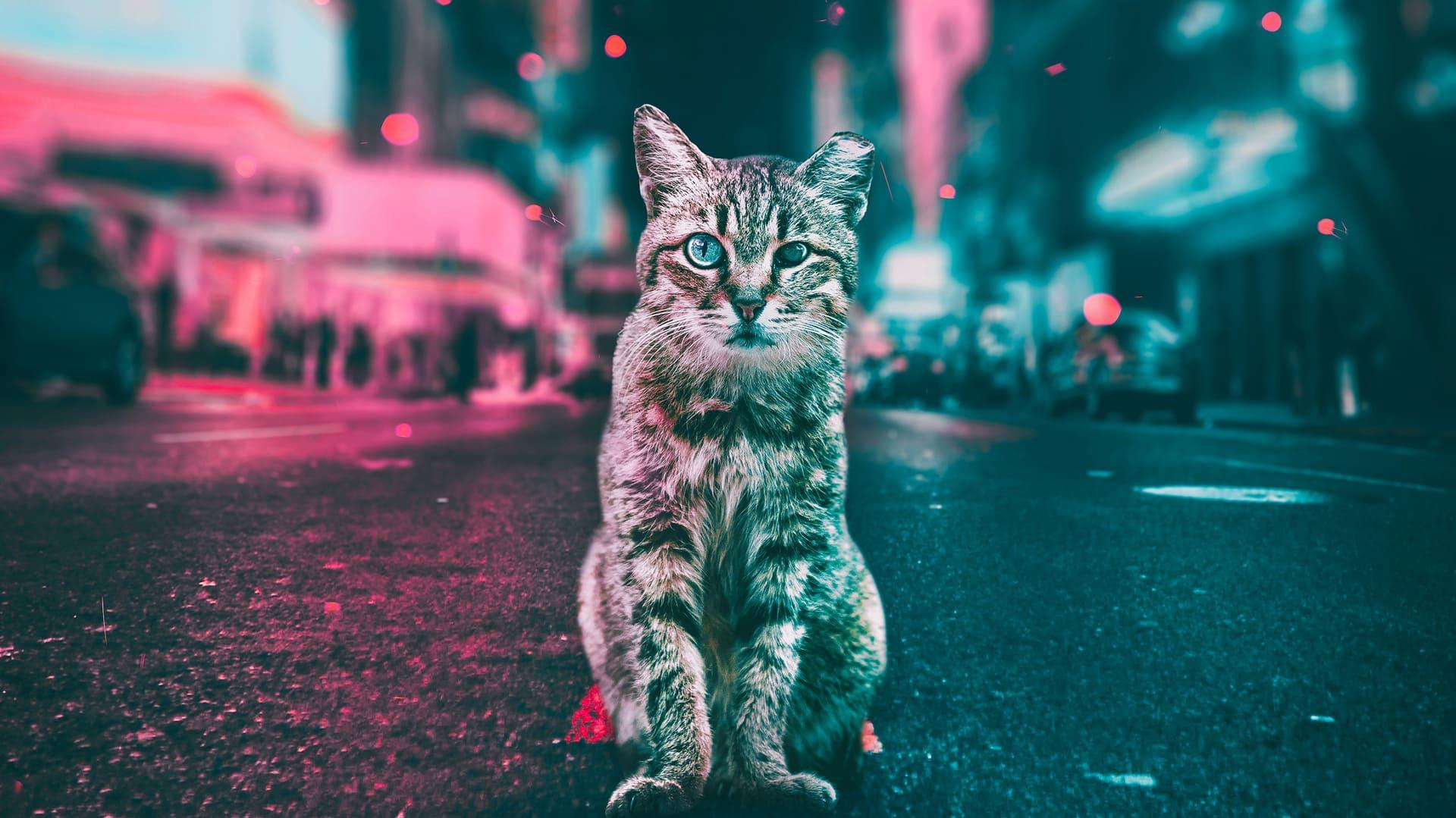 Cool cat background HD wallpapers  Pxfuel
