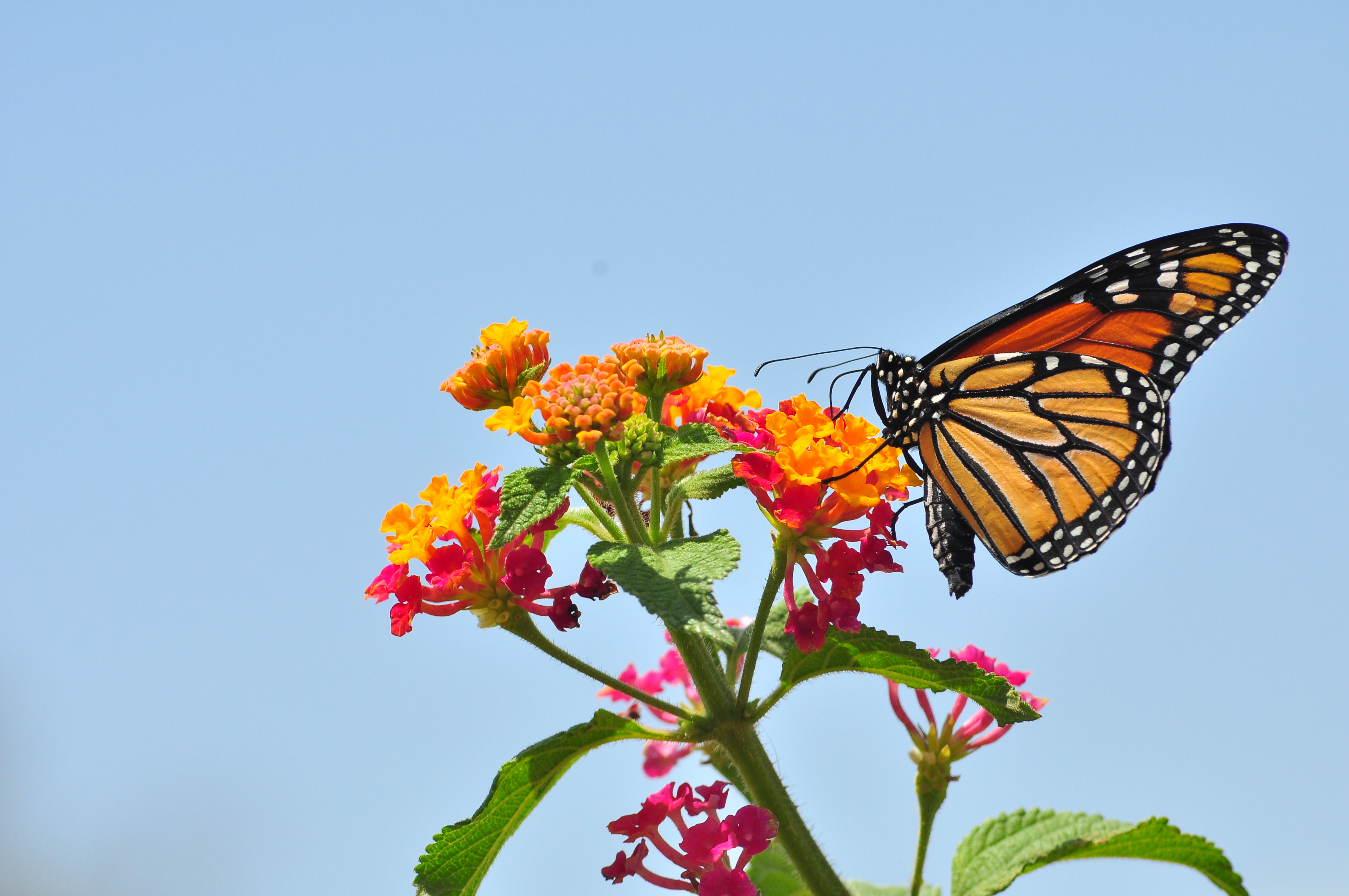  Monarch Butterfly Wallpaper - WallpaperSafari