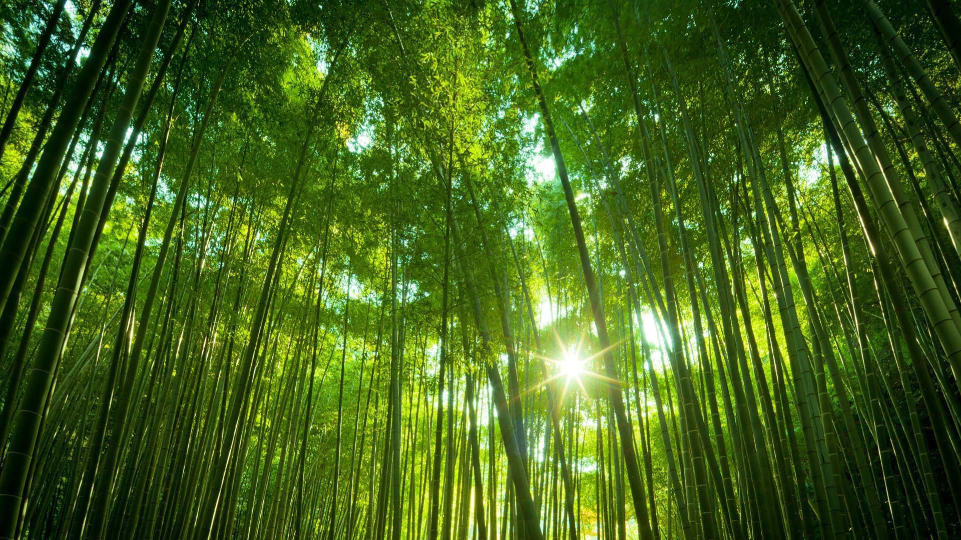 Bamboo Forest Wallpaper Pictures