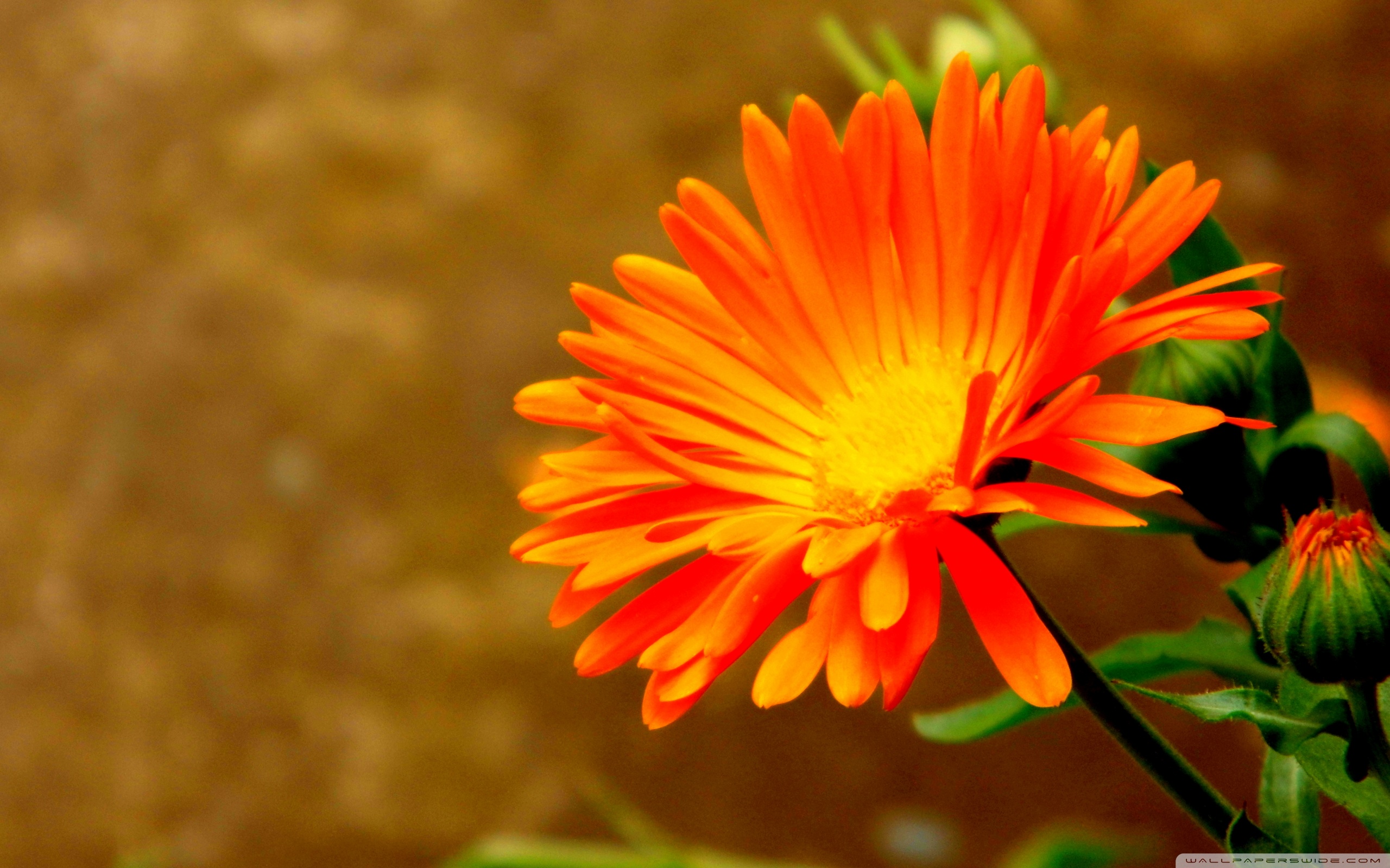 Orange Flower 4k HD Desktop Wallpaper For Ultra Tv