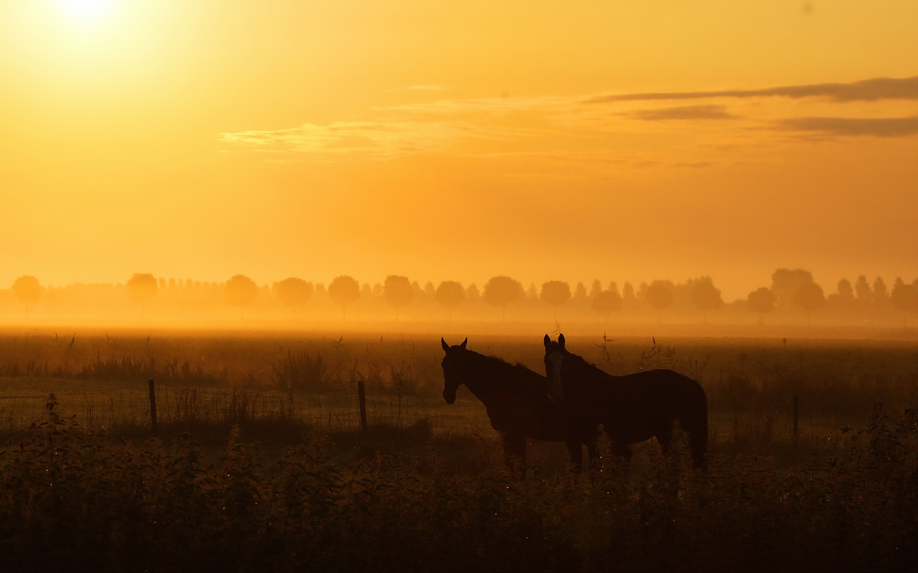 Horses Animals Farms Nature Landscapes Earth Summer Trees