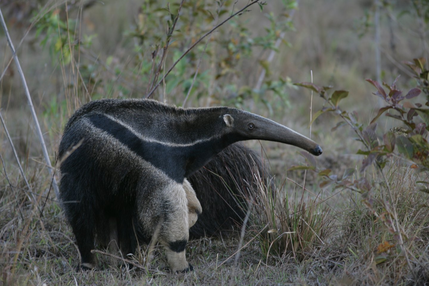 Wallpaper Db Anteater