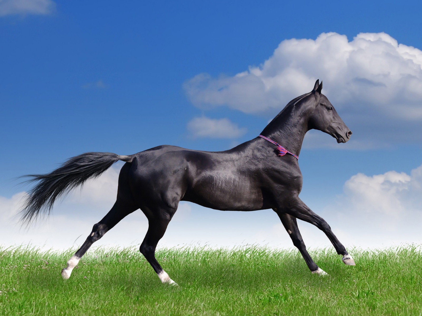 Horse Great Wallpaper Amazing Background High