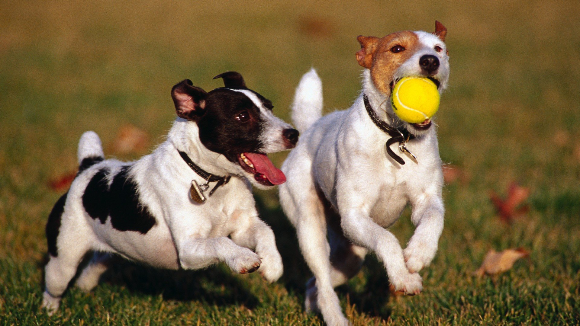 Dogs Jack Russell Terrier Wallpaper