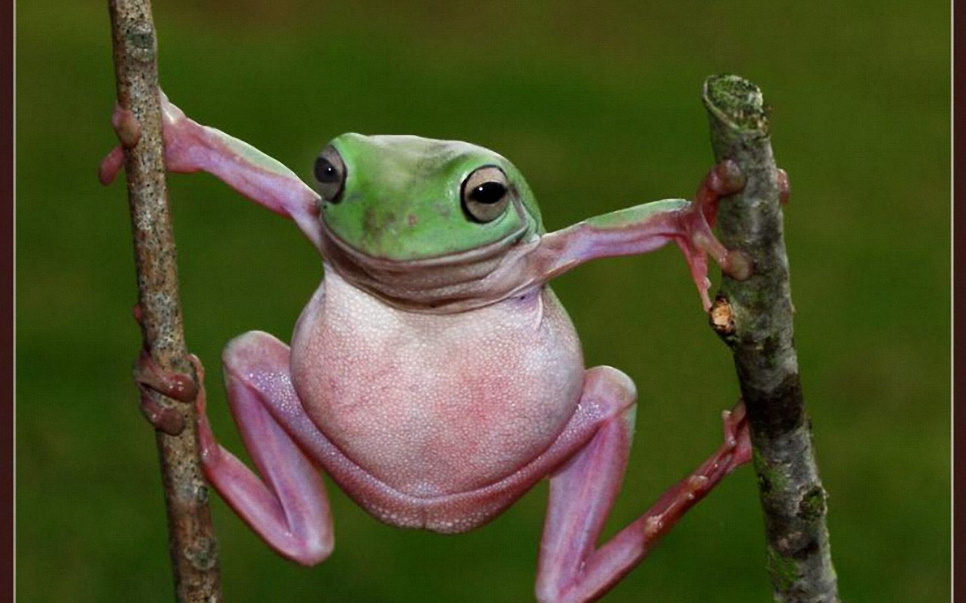 Funny Frog Wallpaper