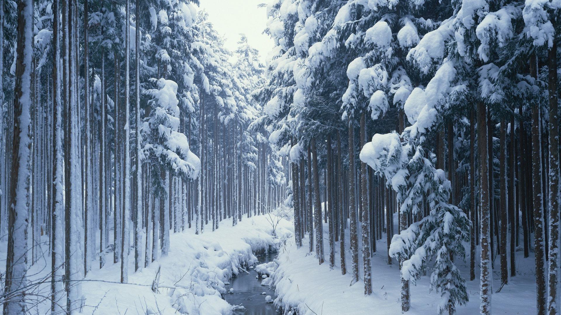 Snow Covered Forest Path HD Wallpaper