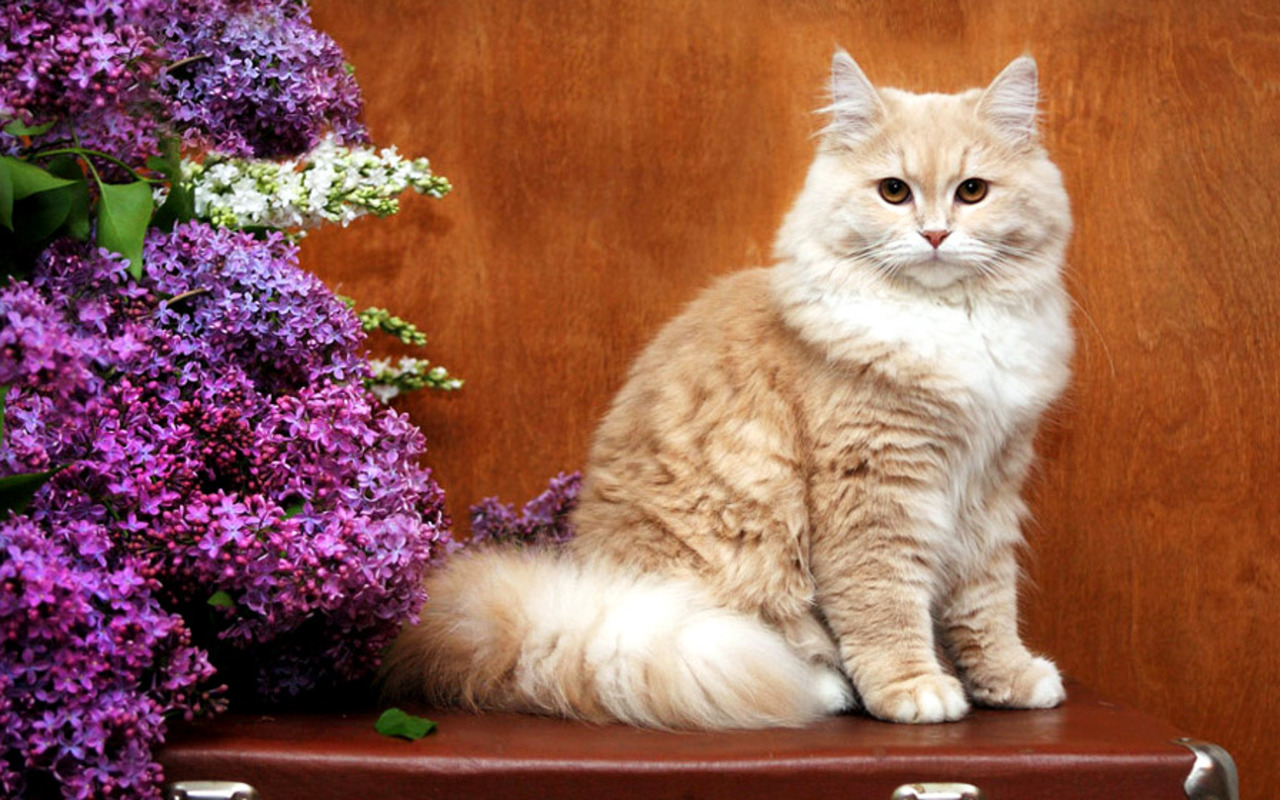 Cats Image Flower Girl HD Wallpaper And Background Photos