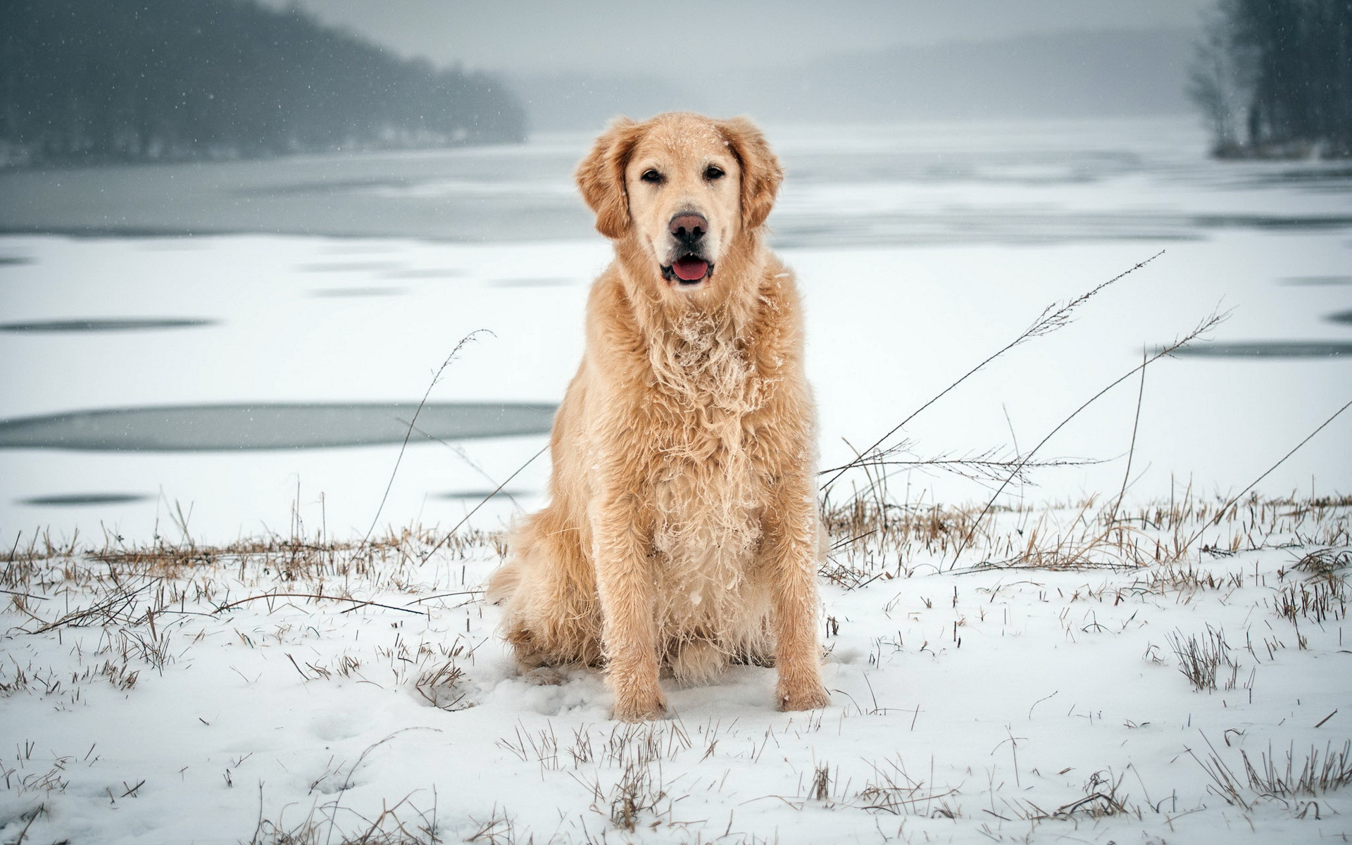 Download Winter Snow Dog Wallpaper Free Wallpapers