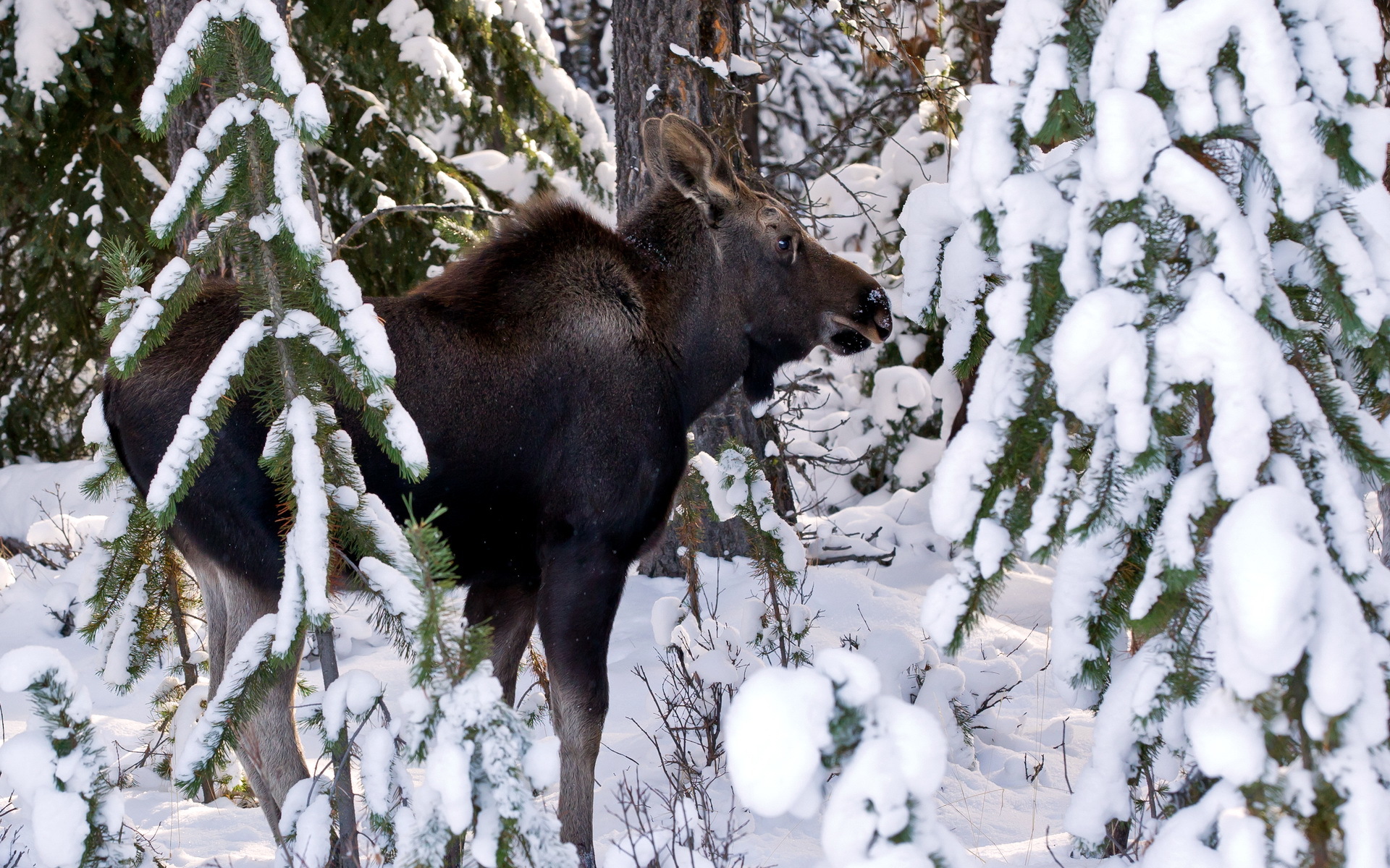 Moose deer winter snow wallpaper 1920x1200 31100 WallpaperUP