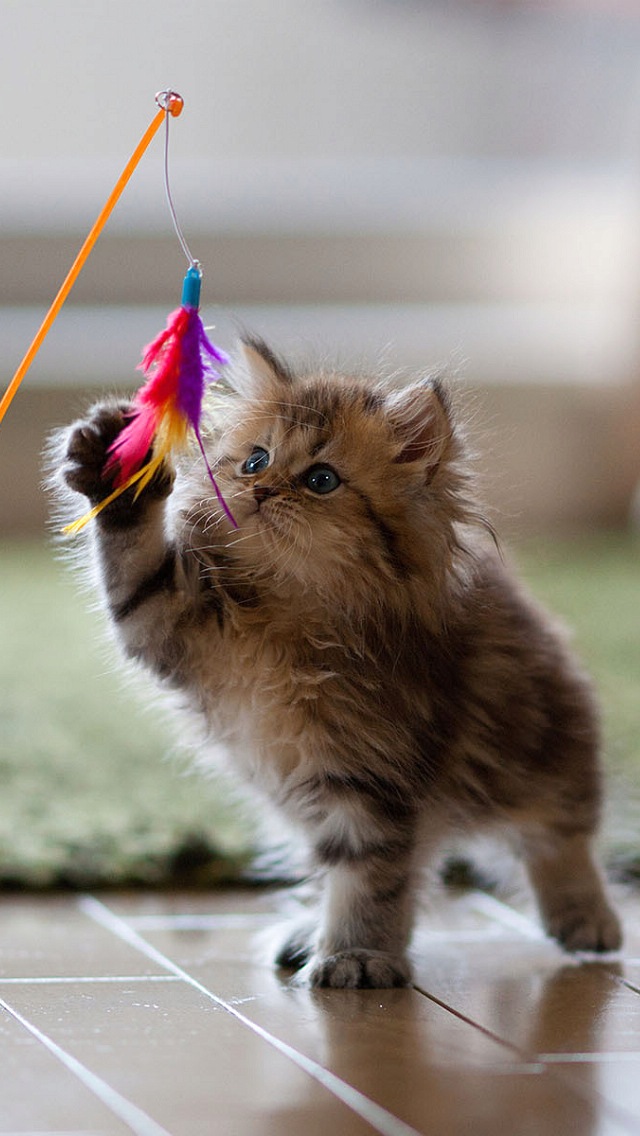 Kitten At Play Wallpaper Free iPhone Wallpapers