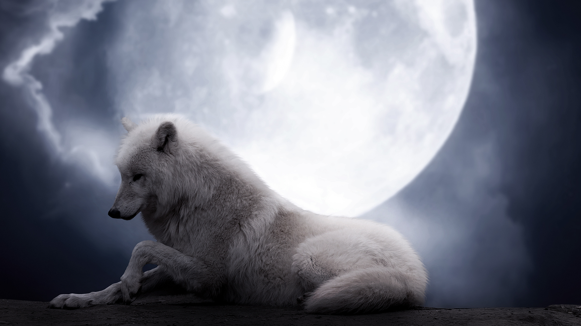 Wallpaper White Wolf