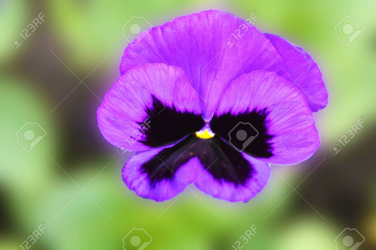 Pansy Eyelet On A Bright Light Green Background Enjoying The