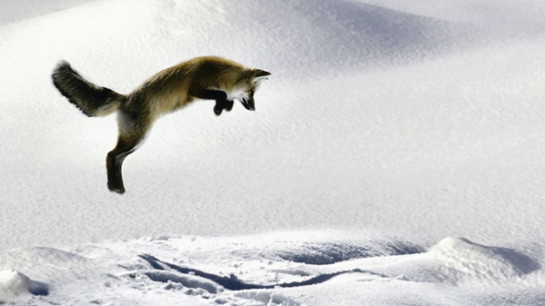 Hunting Foxes Wallpaper Snow Desktop