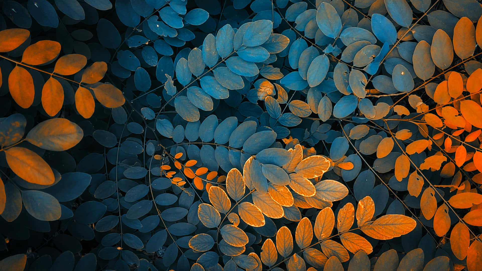 Fall Leaves Aesthetic Wallpaper