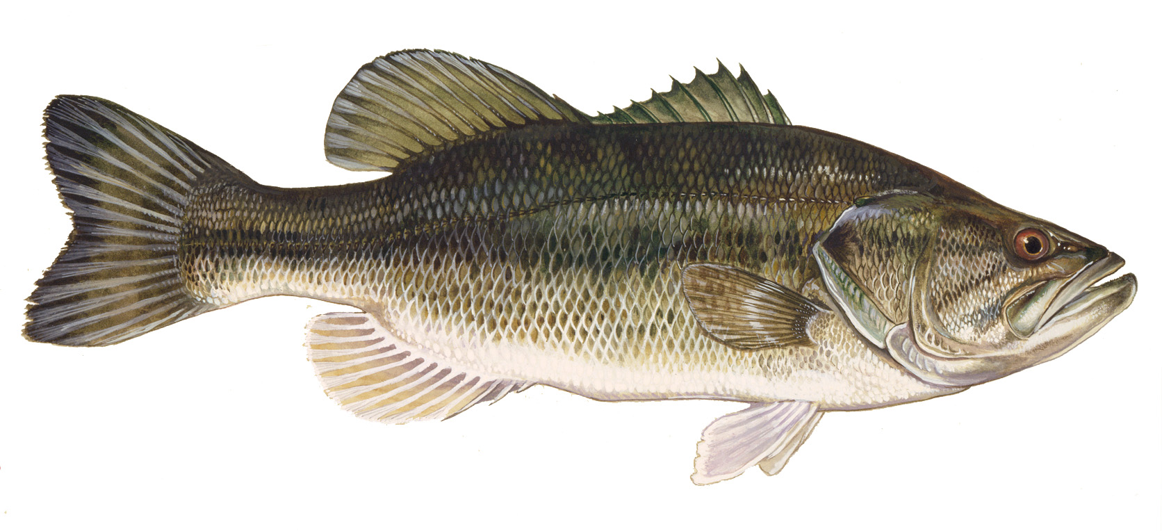 interactive image photo of largemouth bass click for larger photo