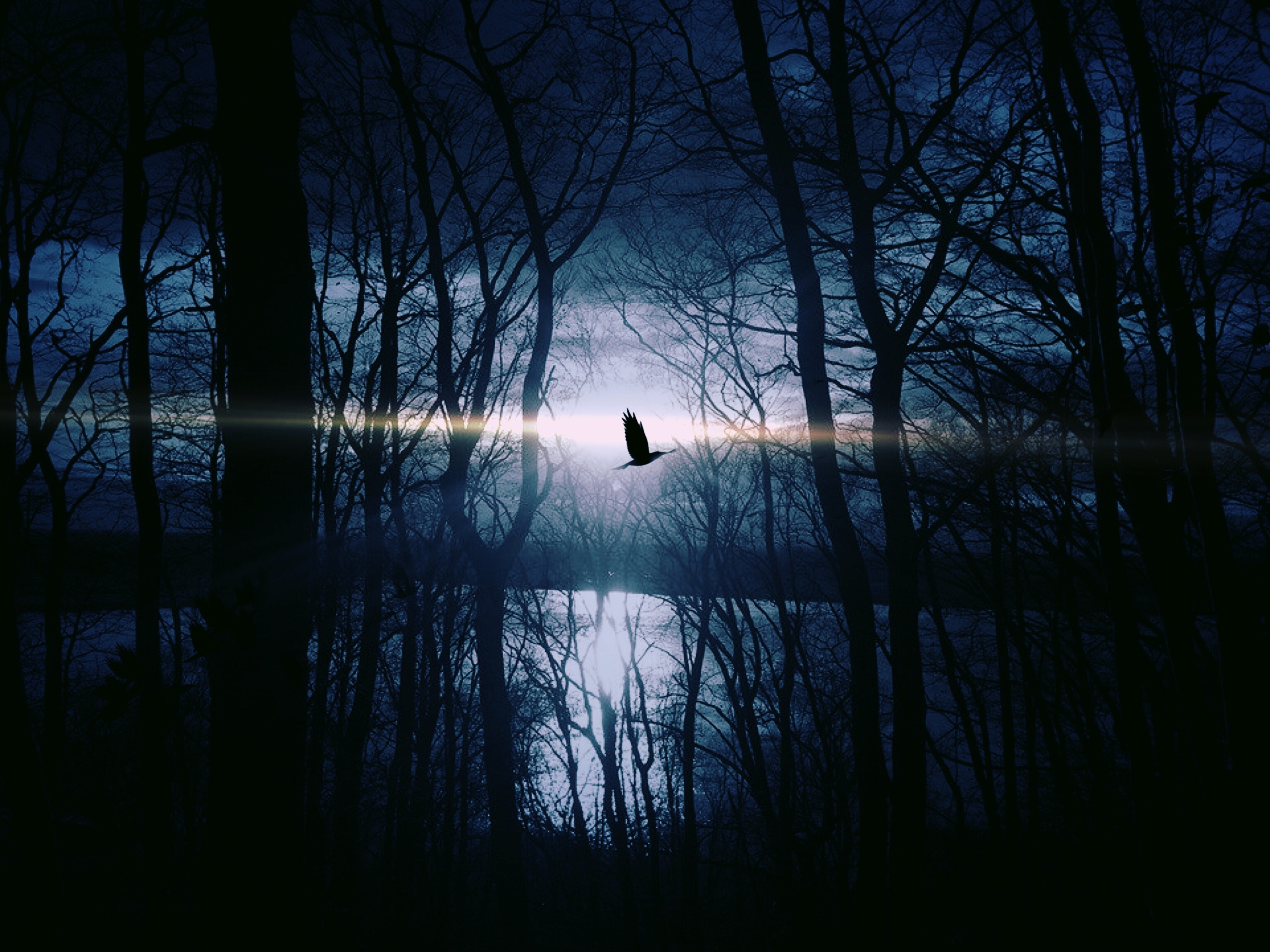 Bird Flying Forest Woods Silhouette Wallpaper HD Photography 4k Image