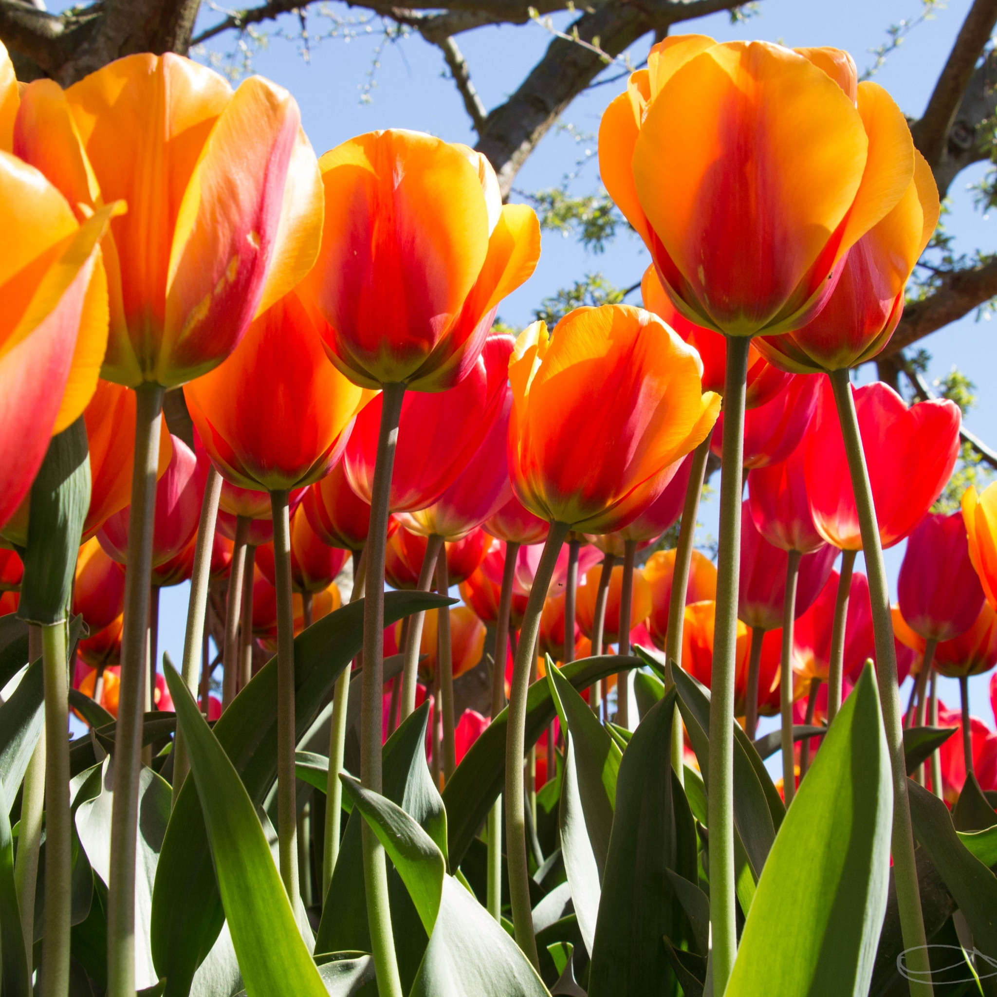 Wallpaper Tulip Festival From Skagit County Washington