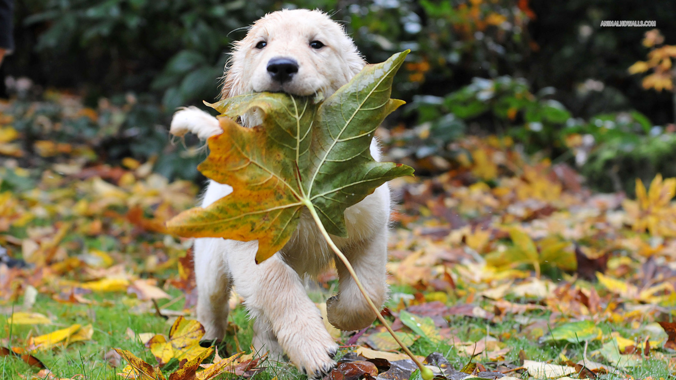 Desktop Image Of A Golden Retriever Dog Wallpaper 3d HD Pictures