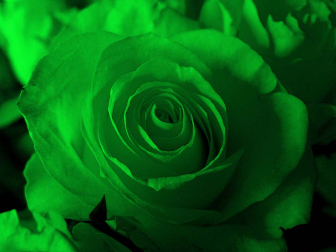 Beautiful HD Wallpaper Green Rose