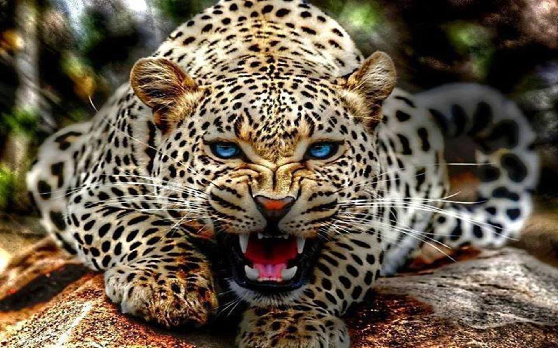 Blue Eyes Leopard Nice Photos HD Wallpaper Image Pictures