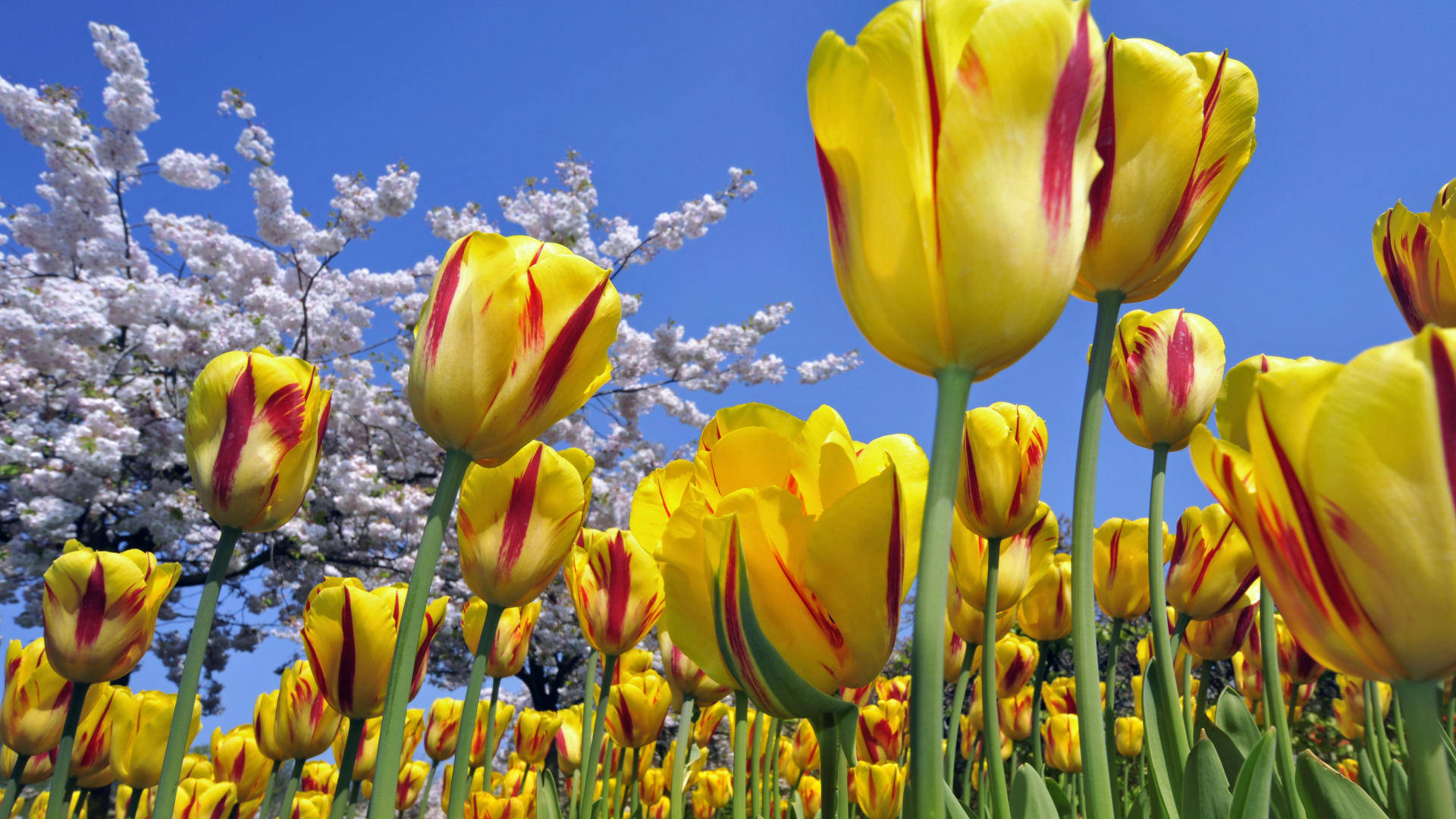Beautiful Spring Wallpaper