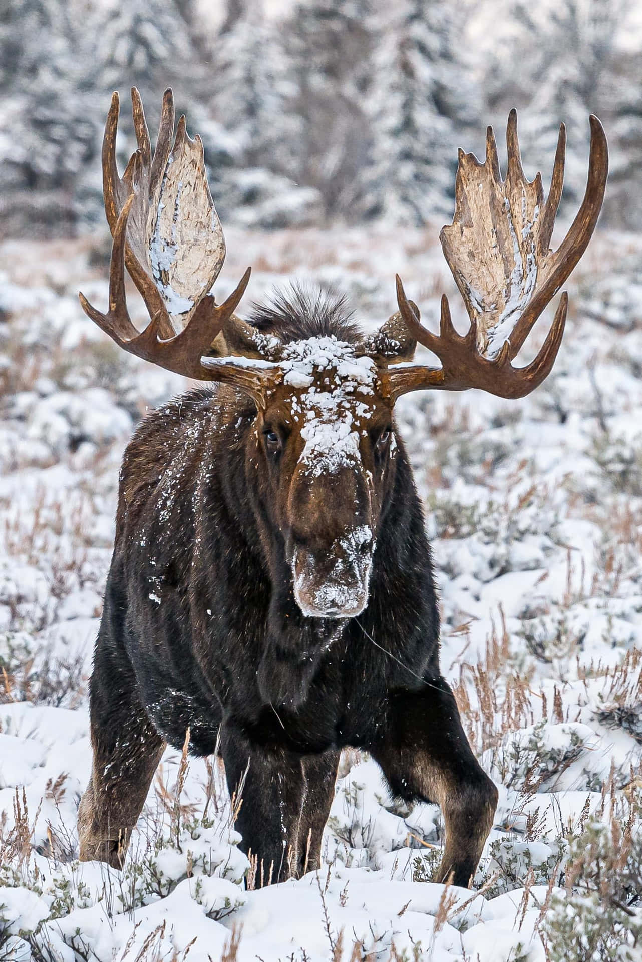 Moose Wallpaper
