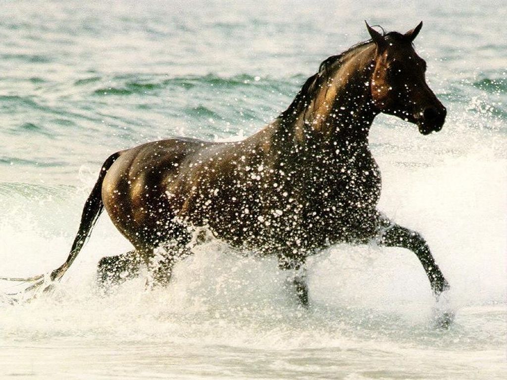 Beautiful Running Horses Wallpaper For Your Desktop Background