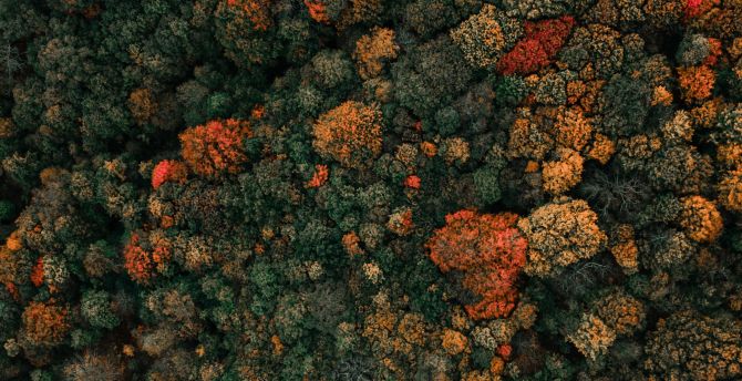 Colored tree fall autumn aerial view dense forest wallpaper