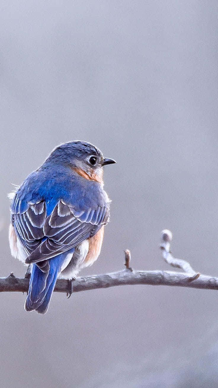 Bird iPhone Wallpaper