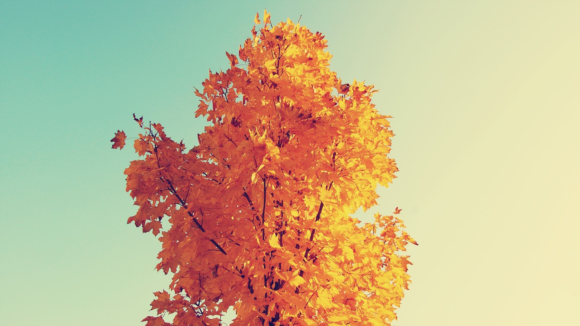 Sunlit Autumn Tree Wallpaper