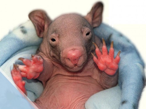 Baby Screensaver