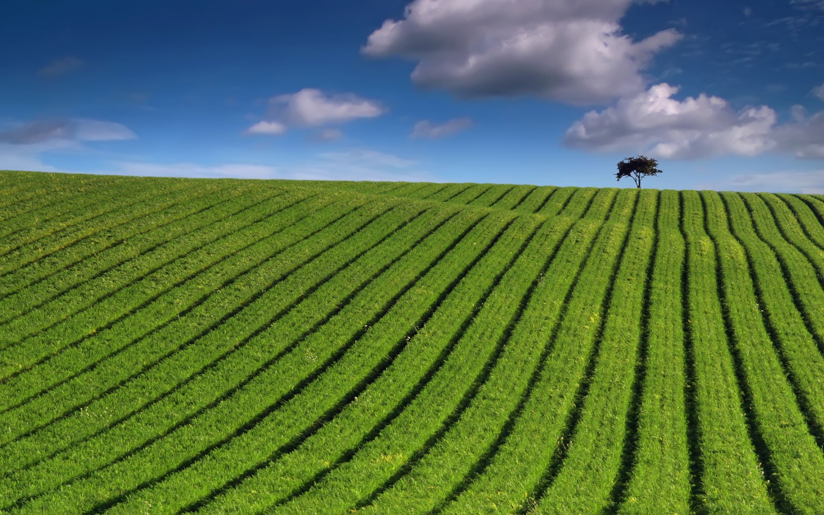 Green striped crop field on a hillside in Nottinghamshire with tree on 1680x1050