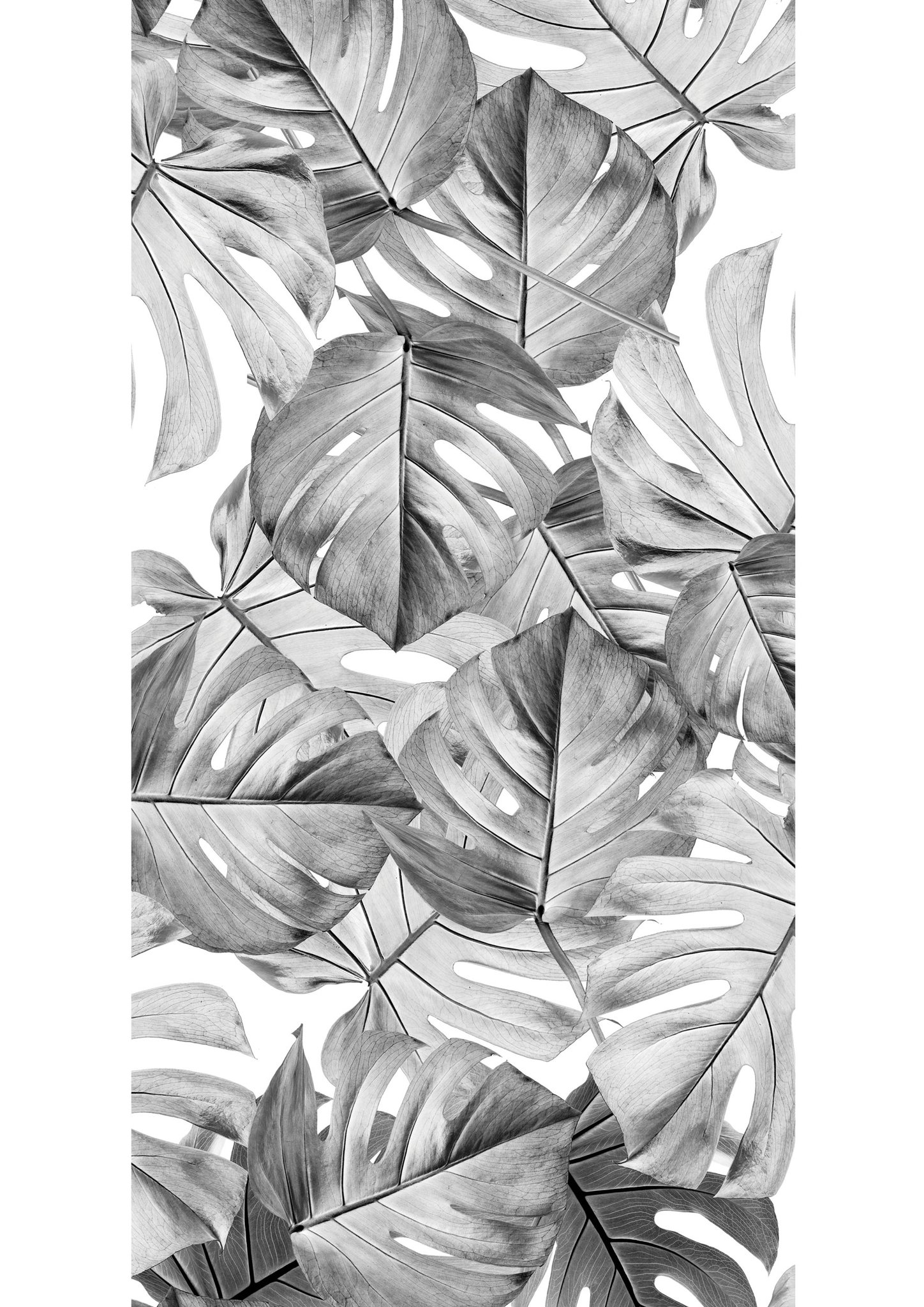 Botanical Wallpaper Monstera Grey By Kek Amsterdam Burke Decor